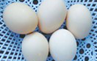 Ăn trứng bảo vệ sức khỏe thai phụ