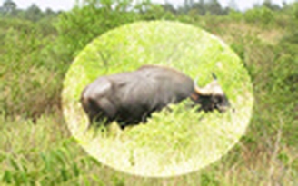Thú rừng xuất hiện ở Đông Giang có thể là bò tót quý hiếm
