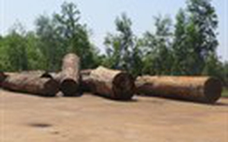 Để lâm tặc khai thác gỗ quý hiếm, 5 cán bộ kiểm lâm bị kỷ luật