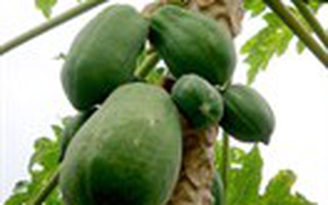 Ngừa bệnh từ đu đủ xanh