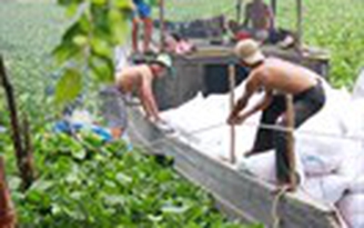 Cuộc chiến lục bình