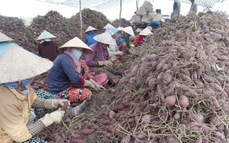 Khoai lang rớt giá vì tin đồn thất thiệt