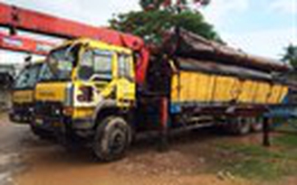 Bắt giữ 3 xe tải chở gỗ vượt quá tải gấp 5 lần