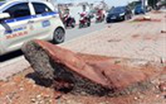 Cổ thụ chết oan vì dự án