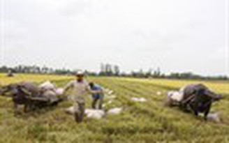 Phập phồng tiêu thụ lúa hè thu