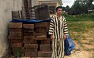 Phá rừng gỗ quý