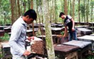 Huyện đuổi... ong