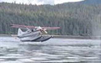 Cá voi suýt thành bãi đáp