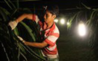 Đổi bóng đèn tiết kiệm điện cho nông dân