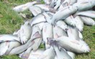 Cá nuôi chết trắng bè tại vịnh Mân Quang