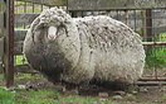 Con cừu lắm lông