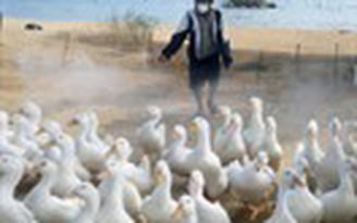 Quảng Nam: Xuất hiện vi rút cúm A/H5N6 trên đàn vịt