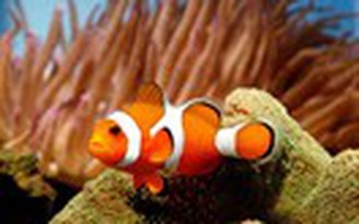 Cá hề 'Nemo' có thói quen di trú xa nhà