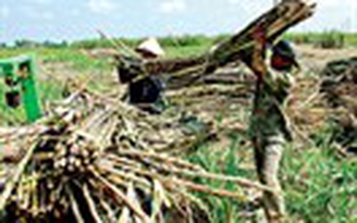 Hoang mang vì xí nghiệp đường ngưng hoạt động