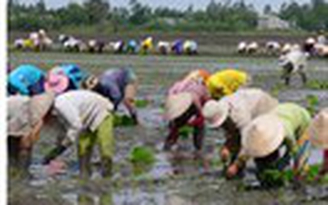 Nghiệp đoàn... cấy mướn