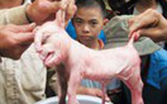 Heo giống… voi
