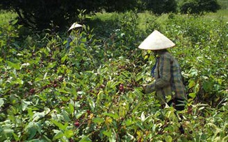 Cây ‘lạ’ xóa nghèo ở Cát Bà