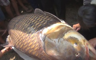 Bắt được cá hô nặng 128 kg trên sông Đồng Nai