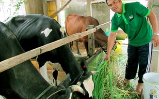 Tự tạo cơ hội - Kỳ 81: Làm giàu từ một con bò sữa