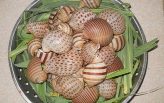 Ốc giấy ngọt vị biển cả