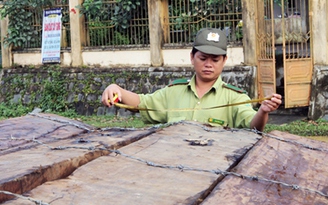 Chưa đủ căn cứ khởi tố vụ phá rừng quy mô lớn tại Đà Nẵng