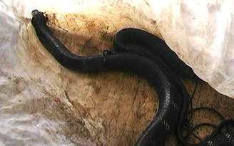 Bắt được rắn hổ chúa 'khủng' dài 3 mét