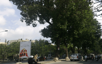 Doanh nghiệp 'xung phong' thay cây cổ thụ trên nhiều tuyến phố Hà Nội