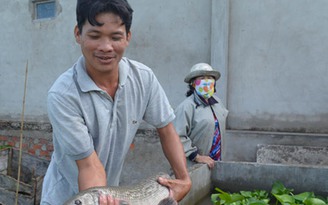 Bắt được 'cá sấu không chân'