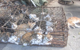 Bắt băng trộm mèo