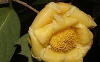 Phát hiện 4 loài hoa trà ở Việt Nam