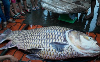 Cào lưới được cá hô vàng nặng 130 kg