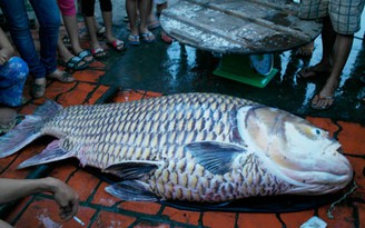 Cá hô vàng nặng 127 kg bán được 162 triệu đồng