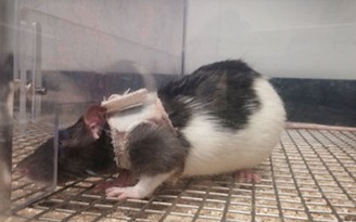 Chuột thích bạn gái mặc áo lót