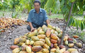 Sống khỏe với vườn ca cao