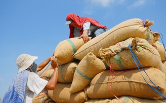 Định hướng tương lai cho lúa gạo VN