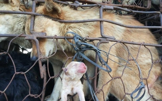 Thu Minh gây 'bão mạng' với ảnh chó mẹ sinh chó con trên đường ra lò mổ