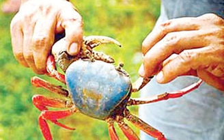 Nhớ món ăn quê hương Bến Tre
