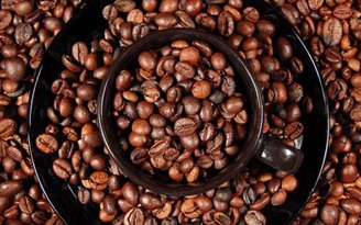 Hiểu về Cà phê (Kỳ 01): Thức uống thuận hợp với sáng tạo tự nhiên
