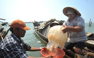Mùa sứa trên phá Tam Giang