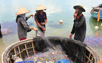 Kỳ thú đánh cá ngân làm gỏi nơi đảo ngọc Phú Quốc