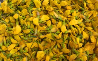 Tương tư bông điên điển