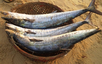 Bổ dưỡng cháo đầu cá thu