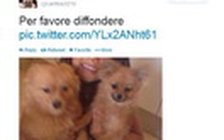 Carlos Tevez mượn Twitter để tìm thú cưng cho con