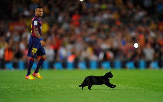 Sân của Barcelona bị mèo đen 'tấn công'