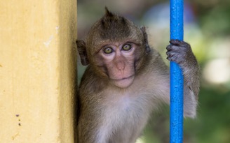 Cận cảnh cuộc sống đàn khỉ trong nội ô Tòa Thánh Cao Đài Tây Ninh