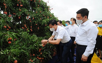 Vải thiều Hải Dương chinh phục khách hàng Nhật Bản