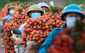 Lần đầu tiên vải thiều Bắc Giang tiêu thụ trong nước vượt xuất khẩu