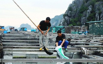 Quảng Ninh: Ngư dân Vân Đồn nguy cơ mất tiền tỉ vì hải sản ế ẩm
