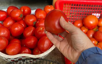 Hà Nội: Cà chua đắt ngang… giá thịt
