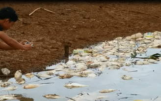 Dân điêu đứng vì cá bè chết trên hồ thủy điện Plei Krông